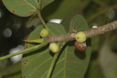 Ficus dalhousiae